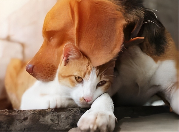 Pet4